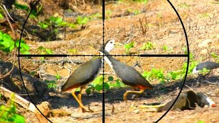 Download lagu BERBURU BURUNG RUAK RUAK DI SPOT JARANG DI JAMAH DATANG NYA GEROMBOLAN mp3