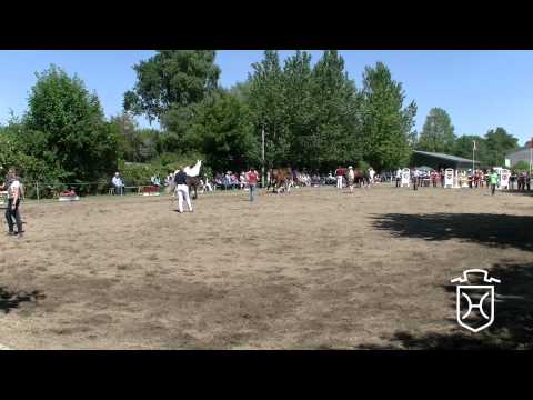 Holsteiner Fohlenchampionat 2014 - Dithmarschen - zweiter Stutenring