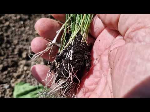 Ovako prvi puta rasadite sadnice praziluka za ogromne stabljike