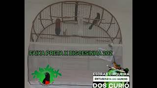    0:20 / 1:00   FAIXA PRETA X BIGCESINHA 202 - CRIATÓRIO PRORROGAÇÃO