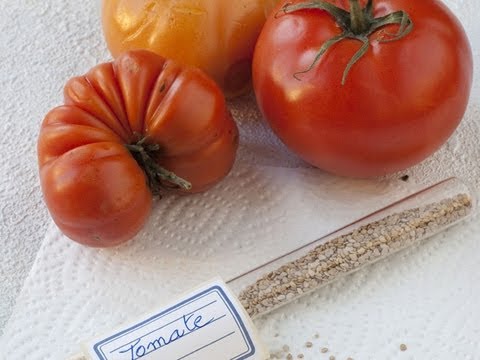 , title : 'Récolter les graines de tomates au jardin'