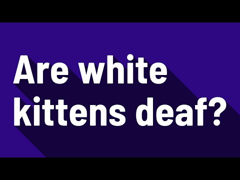 Are white kittens deaf?