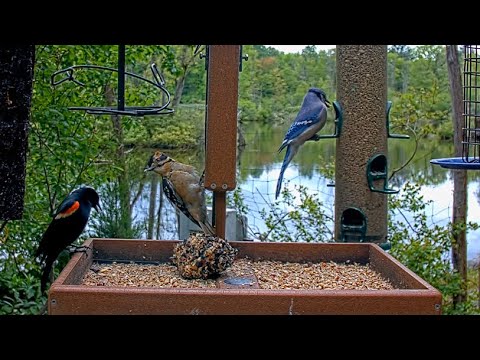 Unusual-Looking Hairy Woodpecker Makes Several Morning Visits To Cornell Feeder – May 30, 2025
