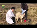 Animal Semen Collection