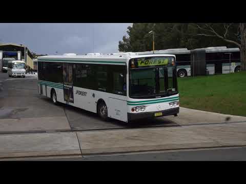 Forest afternoon school exodus