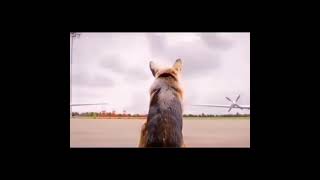 Download lagu Kisah seekor anjing yang setia menunggu sang majikan bikin haru 😭 mp3