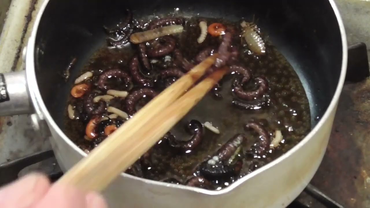 【昆虫食】ざざむしは春になると蛹になっちゃうから寒いうちに捕らないとダメなのだ