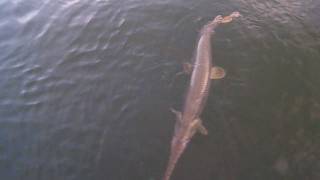 preview picture of video 'Bretts big spotted gar'