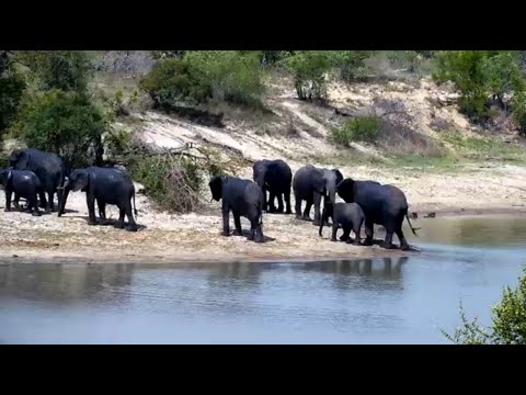 Some of the many Elephants seen Saturday 11/15/25