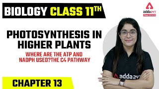 Class 11 Biology Chapter 13 Photosynthesis in Higher Plants | Where are ATP and NADPH used Class 11