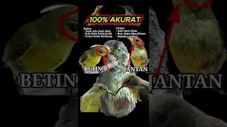 Download lagu ciri ciri konin kolibri sogon ijoan jantan dan betina #sirpu #sogon #konin #kolibri mp3 Download lagu ciri ciri konin kolibri sogon ijoan jantan dan betina #sirpu #sogon #konin #kolibri mp3