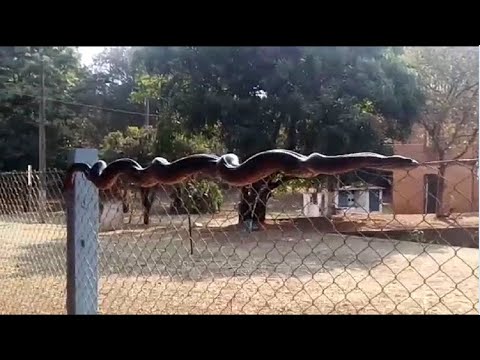 Sucuris buscam um lugar ao sol na represa de Cascalho
