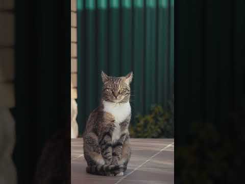 Cute cats!!Funny cats10#shorts