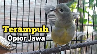 Download lagu Terampuh! Pancingan Burung Opior Jawa Gacor mp3