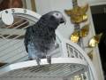 My Parrot says I love you 