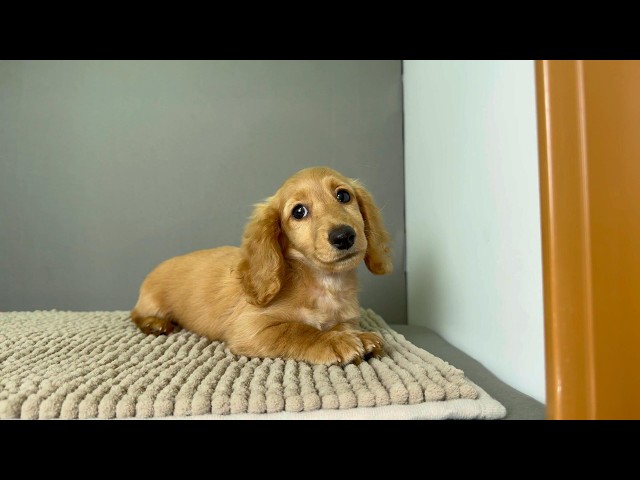 (子犬) 犬種：ダックスフンド・ミニチュア・ロング 女の子 ブリーダー マロニエケンネル　MARRONNIER KENNEL k4133の画像