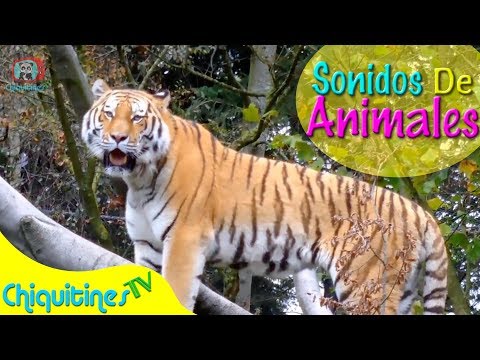 Vengan a ver mi Selva - El sonido de los animales