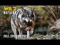 WOLVES OF WINTER How Snow Sharpens The Hunt Naturedocumentaries Wild Nature