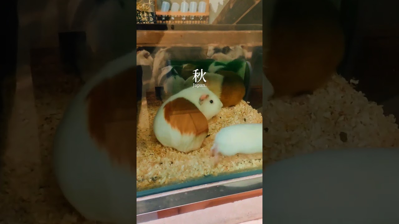 YouTube Short thumbnail