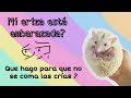 Cuidados De Eriza Embarazada Guía Completa De Reproducción Y Parto En Erizos