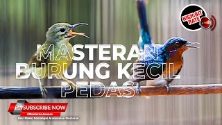 Download lagu 🔴Spesial Tembakan Burung Kecil Kolibri Manggar Betina Gacor vs Kolibri Wulung Isian❗️ mp3