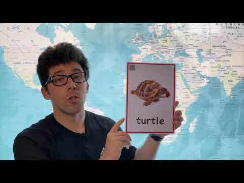 How to Pronounce Turtle in English