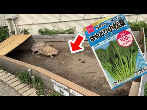 リクガメの糞尿が染み込んだ土に小松菜の種を撒いた結果・・・！