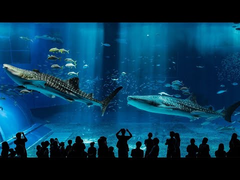 Най-впечатляващите аквариуми 