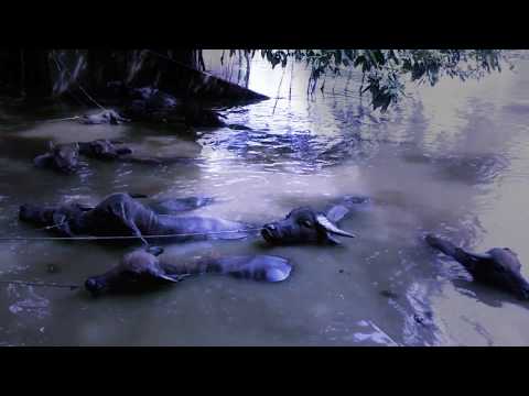 Cây đa Bến nước Con đò