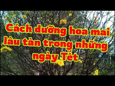 Cách giữ hoa mai lâu tàn trong những ngày Tết 2023