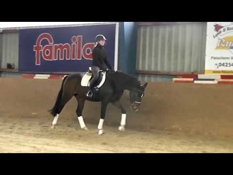 Reiterhof Dannenbring 4 jähriger Wallach von Sezuan