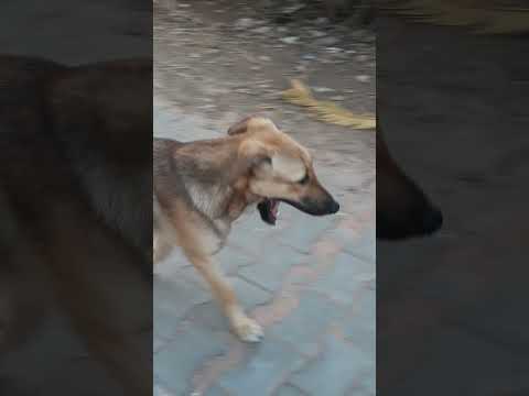 happy birthday to my chunnu