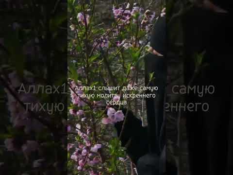 #ayati #religiya #prorok #islam