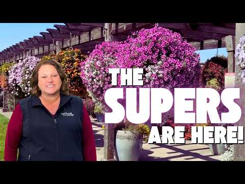 Proven Winners® Annuals Just Arrived 🤩 | The SUPERS Are Here