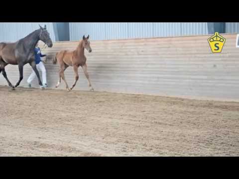 SWB Elitfölauktion 2015 - 26. Veni Carneo F e. Vilancio - San Amour