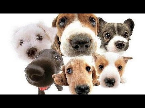 ♫ PET THERAPY For Puppies & Kittens ♥♥♥ Sleep Music, Calm Down ♫ Reduces Separation Anxiety