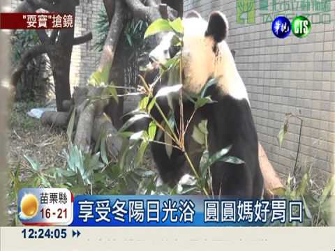 天生的"毛衣"! 圓仔不冷更愛玩