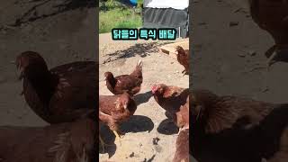 닭들의 특식 만들어 배달 하는날
