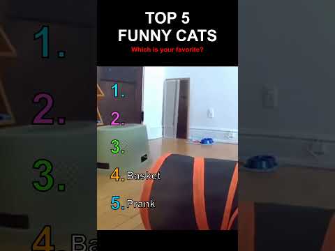 Top 5 des chats les plus drôles