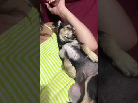 Vídeo de Boby