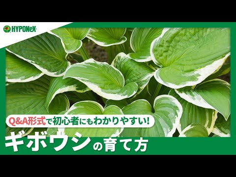 チャイブの苗に水をやる