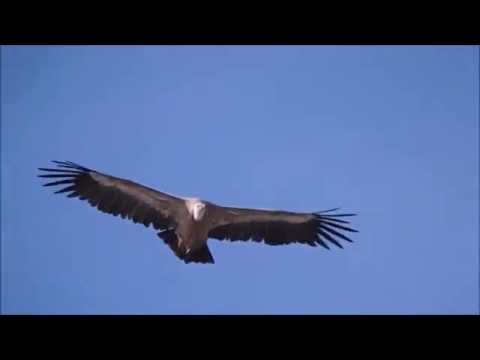 Grifone monte Pizzocco.