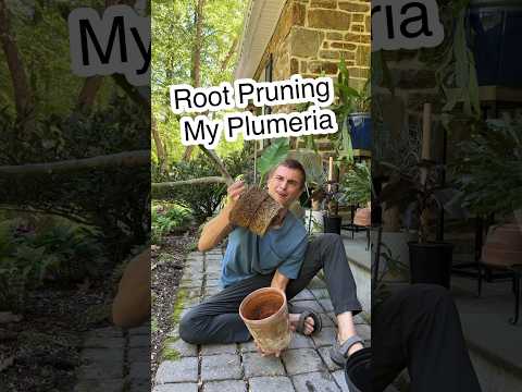 Podando raiz da minha Plumeria #houseplants #tropicalplants #youtubeshorts