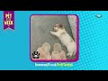 Boomerang UK Pet Of The Week Sleepy Pet Challenge Best Photos Promo
