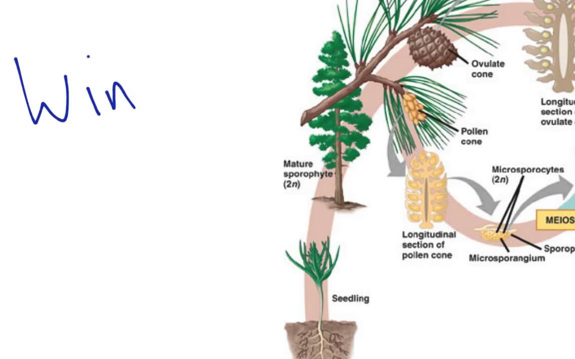 Gymnosperm Reproduction