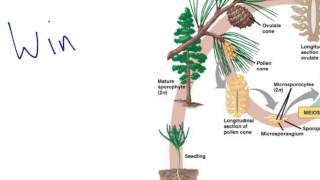 Gymnosperm Reproduction