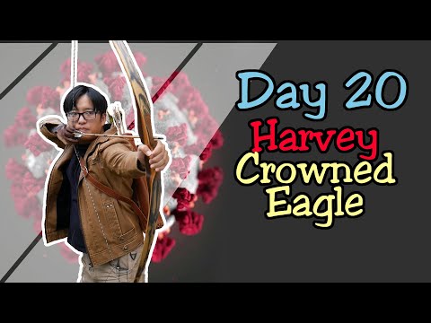 Quarantine Archery Day 20: Harvey Crowned Eagle