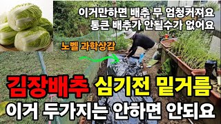 김장배추심기전 밭 만들때 필수사항! #김장배추밑거름 #배추무름병예방 #김장배추심는방법 #김장배추심는시기 #부…