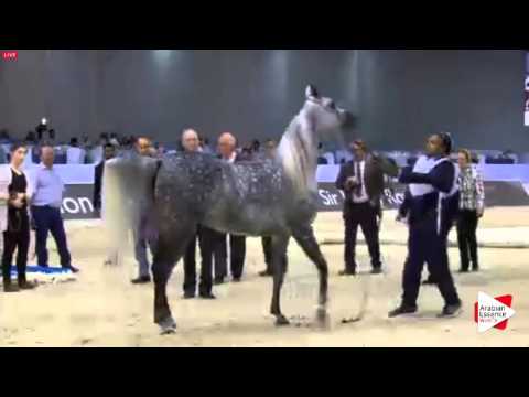 N.107 FARIDA - Dubai 2016 - Mares 4-6 years old (Class 5)