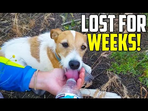 LOST DOG RETURNED TO OWNER! (Puppy Missing For Weeks)